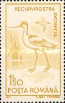 Pied Avocet (Recurvirostra avosetta)