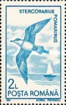 Pomarine Jaeger (Stercorarius pomarinus)