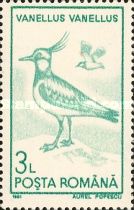 Northern Lapwing (Vanellus vanellus)