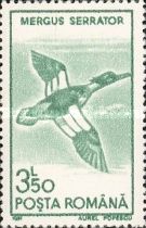 Red-breasted Merganser (Mergus serrator)