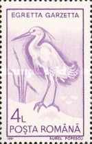 Little Egret (Egretta garzetta)