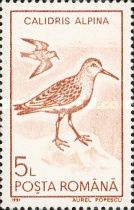 Dunlin (Calidris alpina)