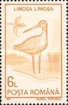 Black-tailed Godwit (Limosa limosa)