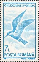 Whiskered Tern (Chlidonias hybrida)