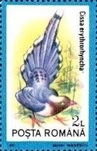 Red-billed Blue-Magpie (Urocissa erythroryncha)