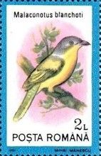 Grey-headed Bushshrike (Malaconotus blanchoti)