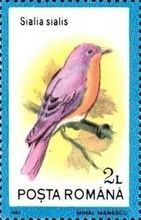 Eastern Bluebird (Sialia sialis)