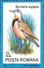 Western Meadowlark (Sturnella neglecta)