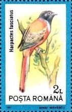 Malabar Trogon (Harpactes fasciatus)