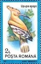 Eurasian Hoopoe (Upupa epops)