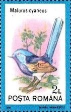Superb Fairywren (Malurus cyaneus)