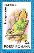 Scaly Ground-roller (Brachypteracias squamiger)