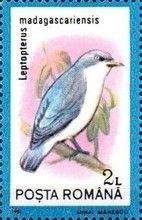 Blue Vanga (Cyanolanius madagascarinus)