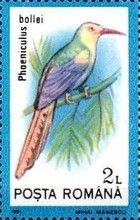 White-headed Wood Hoopoe (Phoeniculus bollei)