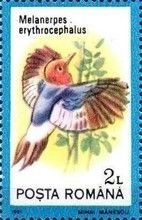 Red-headed Woodpecker (Melanerpes erythrocephalus)