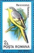 Orange Minivet (Pericrocotus flammeus)