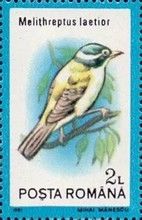 Black-chinned Honeyeater (Melithreptus laetior)