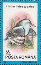 Kagu (Rhynochetos jubatus)