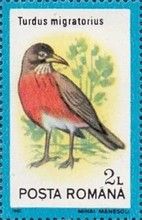 American Robin (Turdus migratorius)