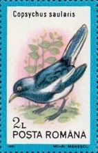 Oriental Magpie Robin (Copsychus saularis)