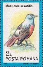 Common Rock Thrush (Monticola saxatilis)