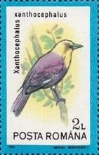 Yellow-headed Blackbird (Xanthocephalus xanthocephalus)