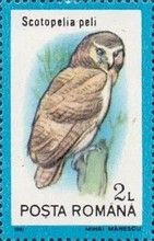 Pel's Fishing Owl (Scotopelia peli)