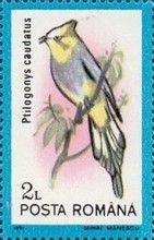 Long-tailed Silky Flycatcher (Ptilogonys caudatus)