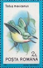 Puerto Rican Tody (Todus mexicanus)