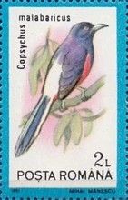 White-rumped Shama (Copsychus malabaricus)