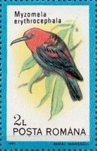 Red-headed Honeyeater (Myzomela erythrocephala)