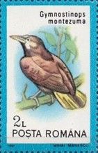 Montezuma Oropendola (Psarocolius montezuma)