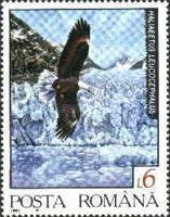 Bald Eagle (Haliaeetus leucocephalus)