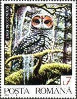 Spotted Owl (Strix occidentalis)