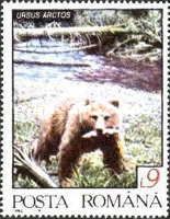 Brown Bear (Ursus arctos)