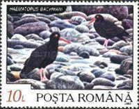 Black Oystercatcher (Haematopus bachmani)