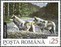 Wolf (Canis lupus)