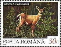 White-tailed Deer (Odocoileus virginianus)