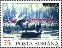 Moose (Alces alces)