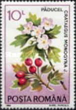 Crataegus monogyna