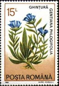 Gentiana cruciata phlogifolia