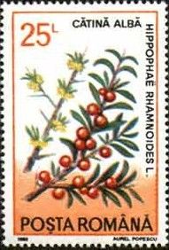 Hippophae rhamnoides