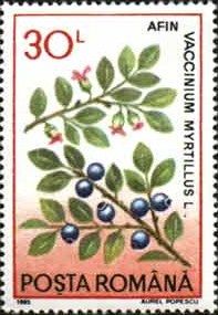Vaccinium myrtillus