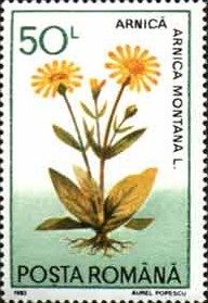 Arnica montana