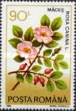 Rosa canina