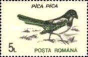 Eurasian Magpie (Pica pica)