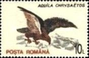 Golden Eagle (Aquila chrysaetos)