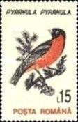 Eurasian Bullfinch (Pyrrhula pyrrhula)