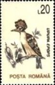 Eurasian Hoopoe (Upupa epops)