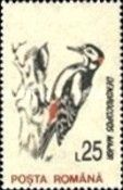Great Spotted Woodpecker (Dendrocopos major)